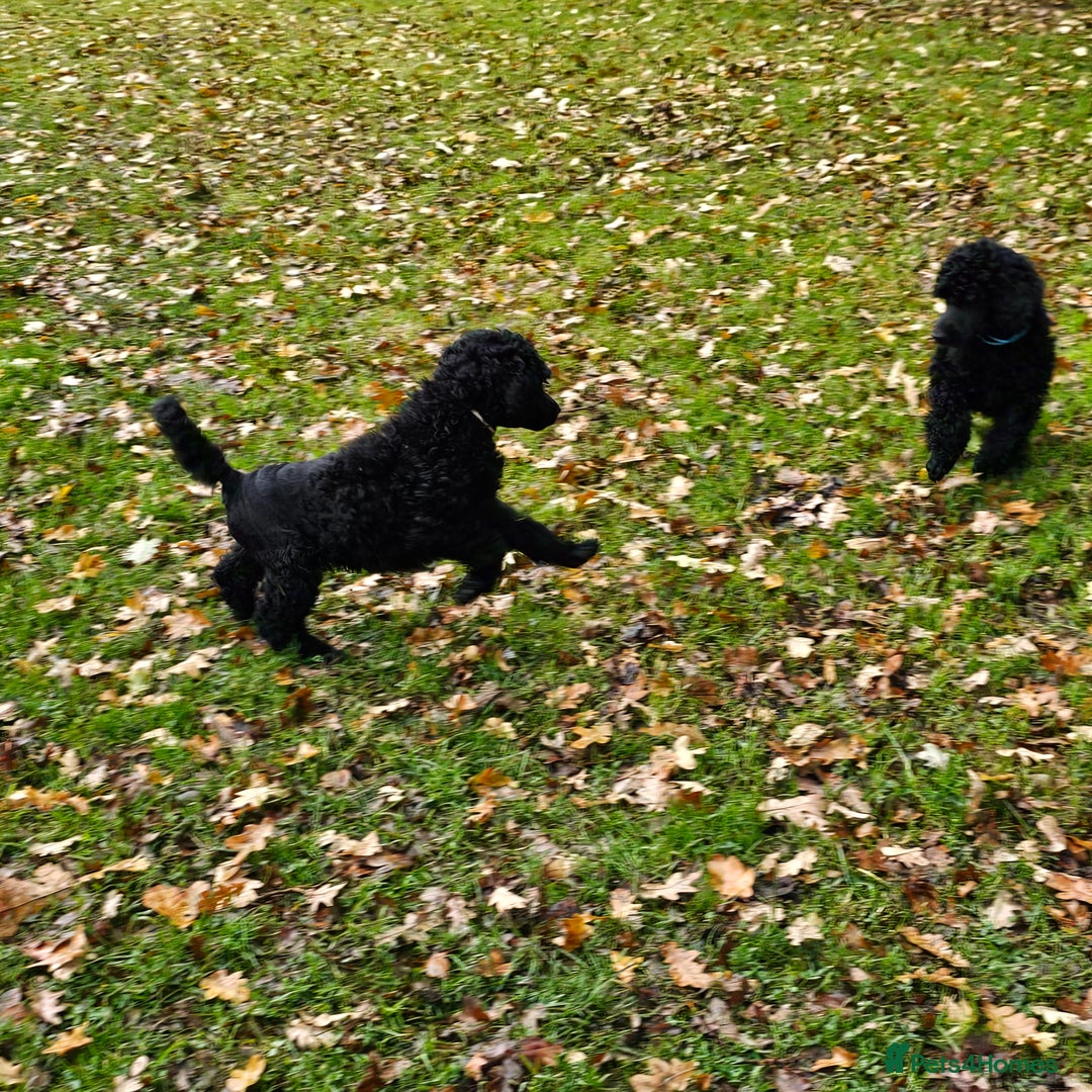 Standard Poodle dogs for sale: Standard poodle puppies🐩 - Advert 3