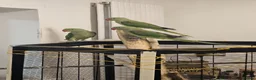 Parakeets birds for sale: Alexandrine parakeet in Derby - Advert 7