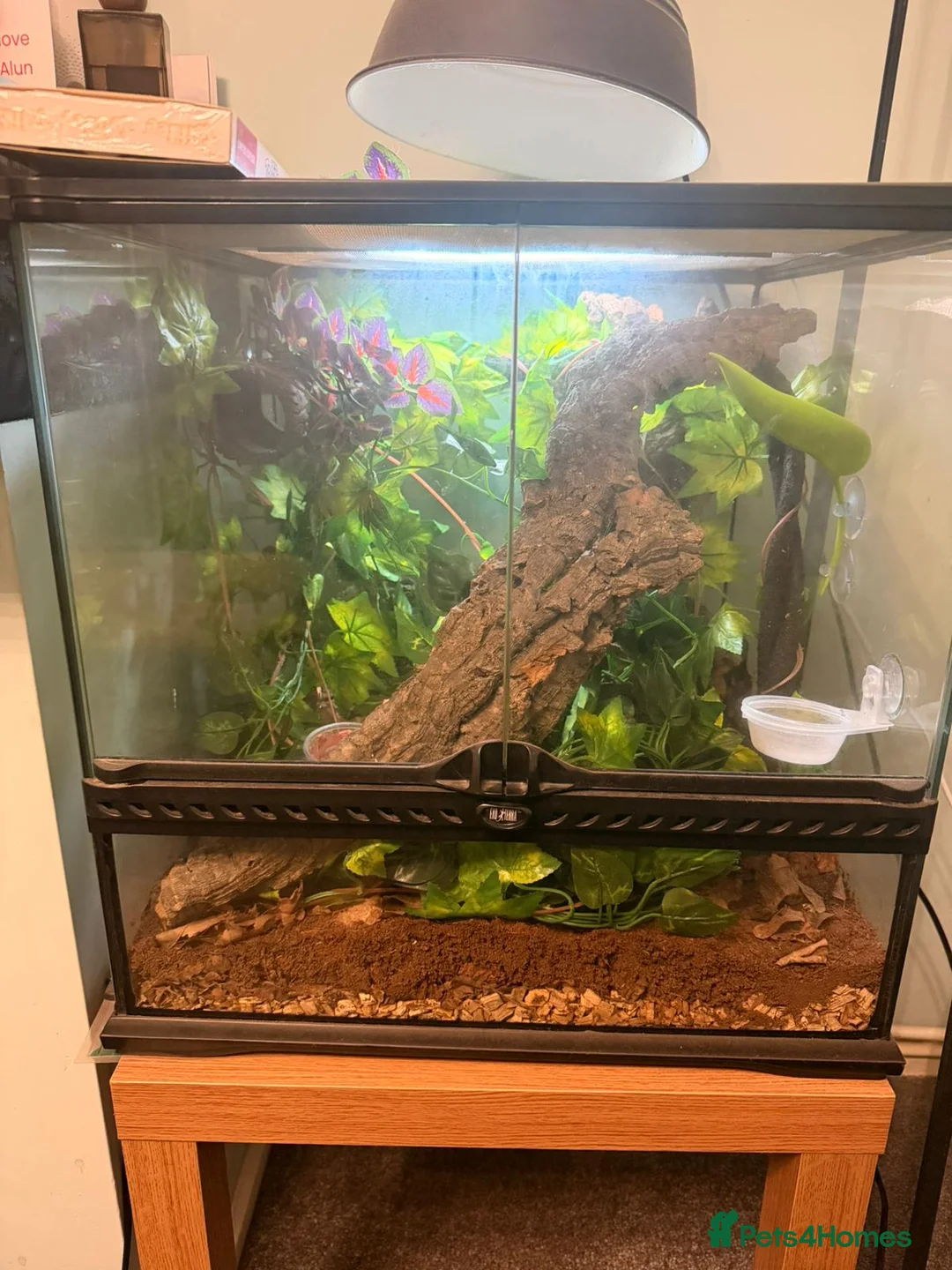 Gecko reptiles for sale: Crested Gecko with full set up - Advert 2