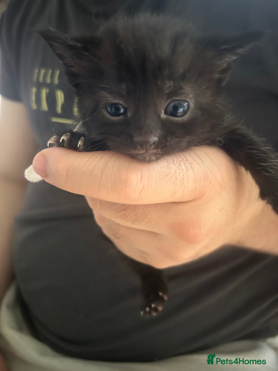 Mixed Breed cats for sale: 9 beautiful kittens  - Image 15