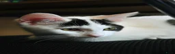 British Longhair cats for sale: We are a bonded pair looking for our forever home! - Advert 8
