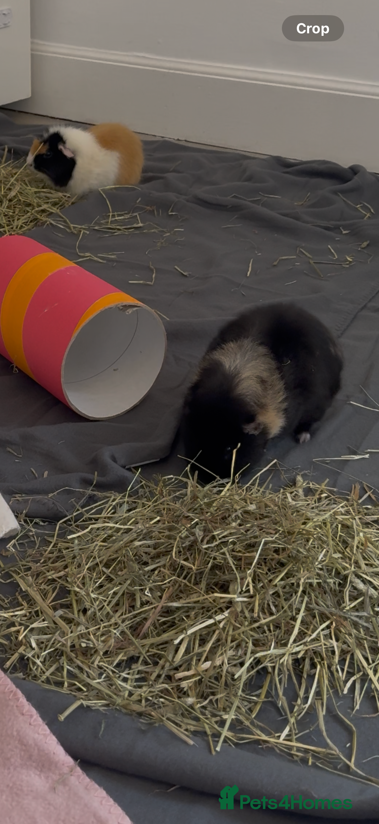 Guinea Pig rodents 2 female guinea pigs  - Advert 2