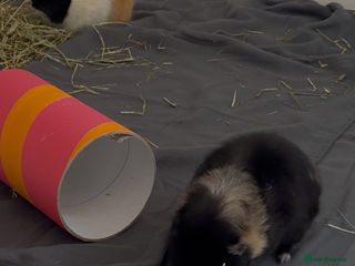 Guinea Pig rodents 2 female guinea pigs - Advert 1