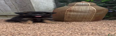 German Shepherd 3