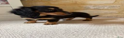 Miniature Dachshund dogs for sale: READY NOW KC Long-Haired Miniature Dachshund girl - Advert 3