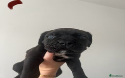 Cane Corso dogs for sale: Yuki X Aries Russian Champ Bloodline Puppies - Image 11