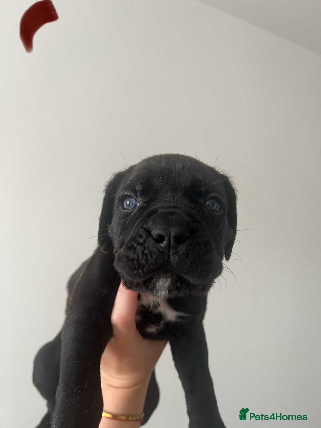 Cane Corso dogs for sale: Yuki X Aries Russian Champ Bloodline Puppies - Image 11