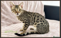 Savannah cats for sale: Dramatically reduced and ready F5 SBT Savannahs in Bingley - Image 6