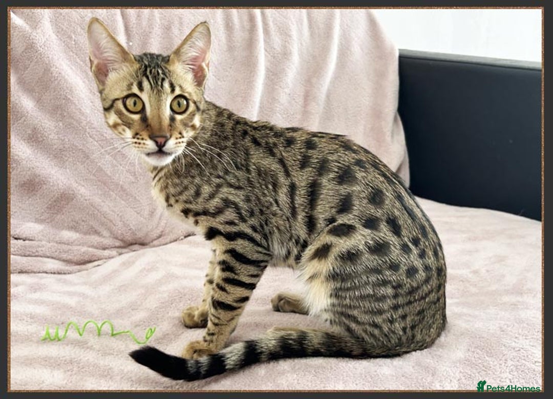 Savannah cats for sale: Dramatically reduced and ready F5 SBT Savannahs in Bingley - Image 6