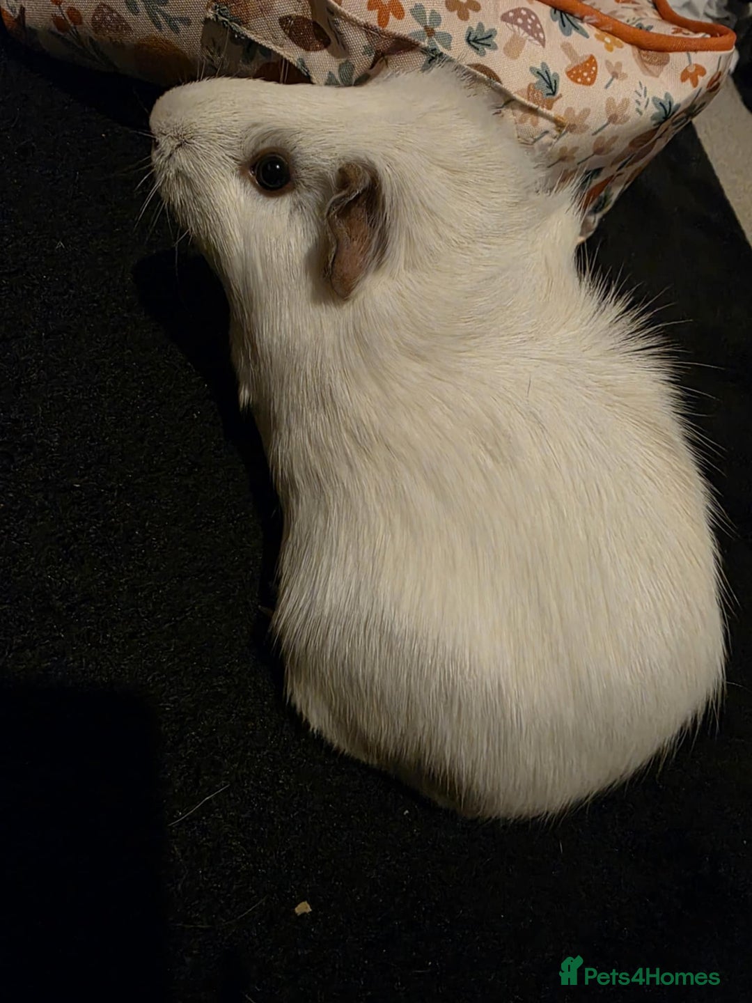 Guinea Pig rodents for sale: Female gunuie pig  - Image 4