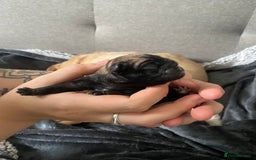 Pug dogs for sale: Pedigree pug puppies  - Image 5
