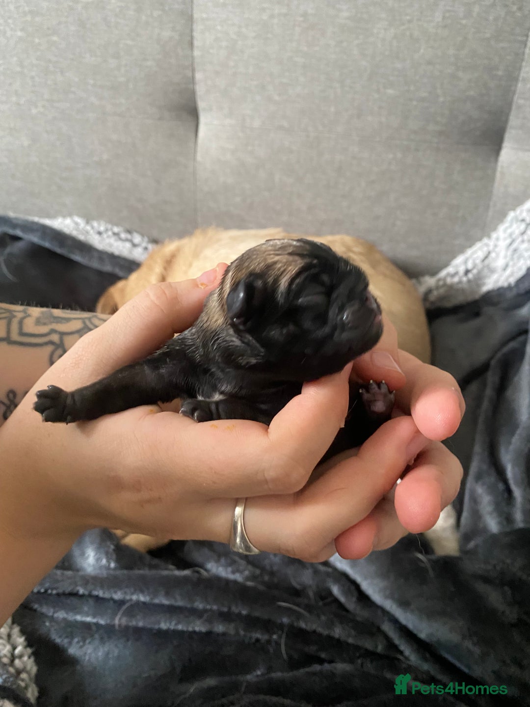 Pug dogs for sale: Pedigree pug puppies  - Image 5