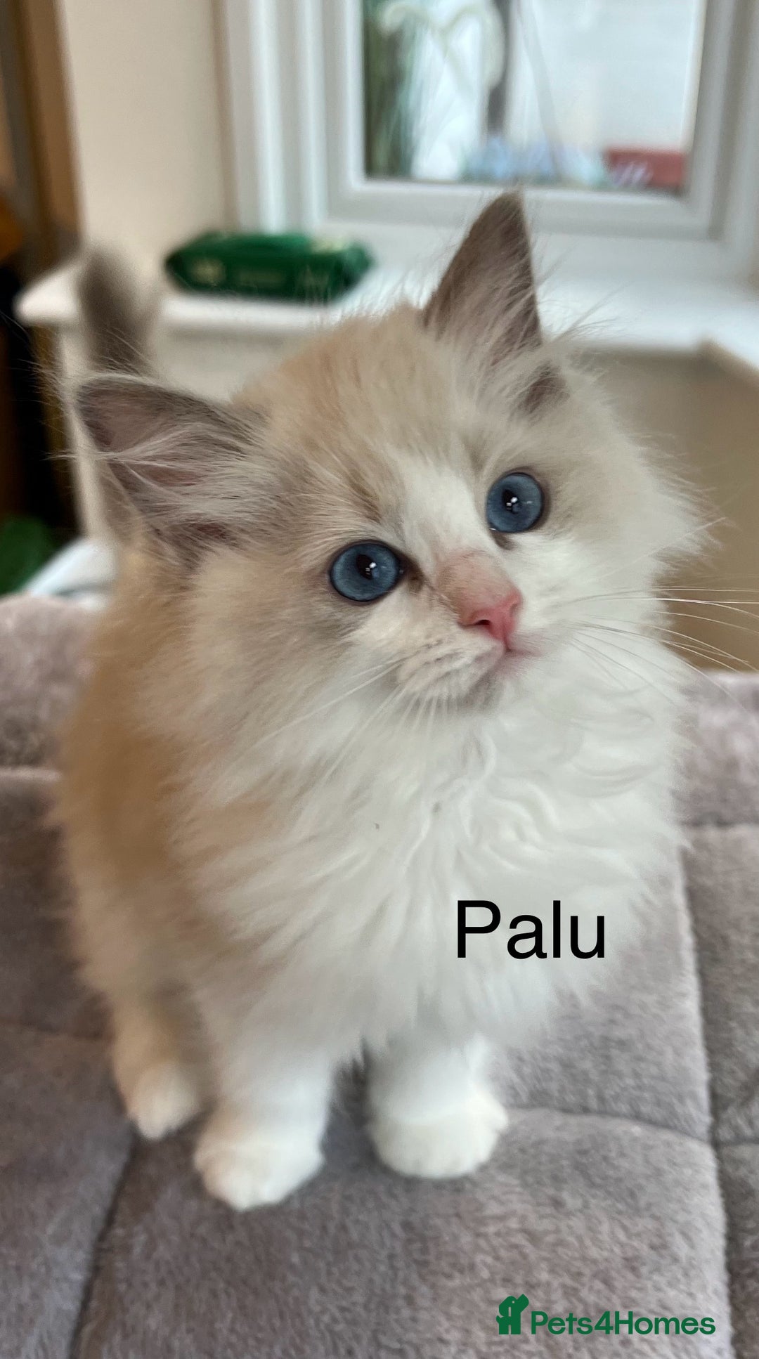 Ragdoll cats for sale: Beautiful Ragdoll kittens - Advert 6