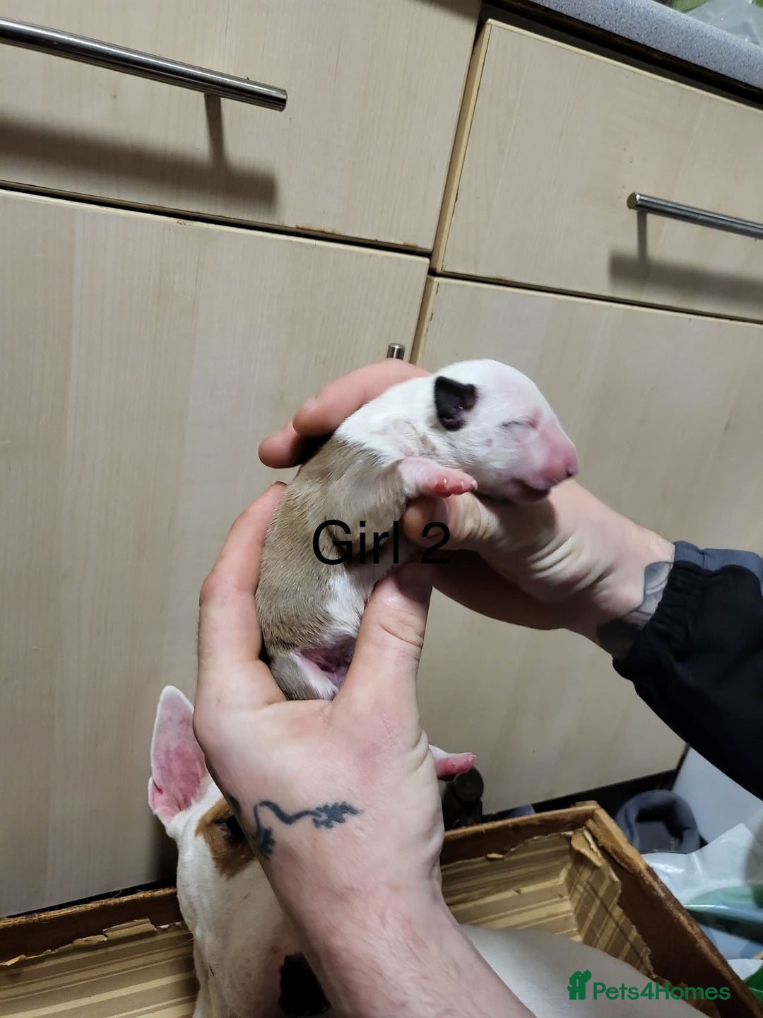 English Bull Terrier dogs for sale: English bull terrier puppies  - Advert 16