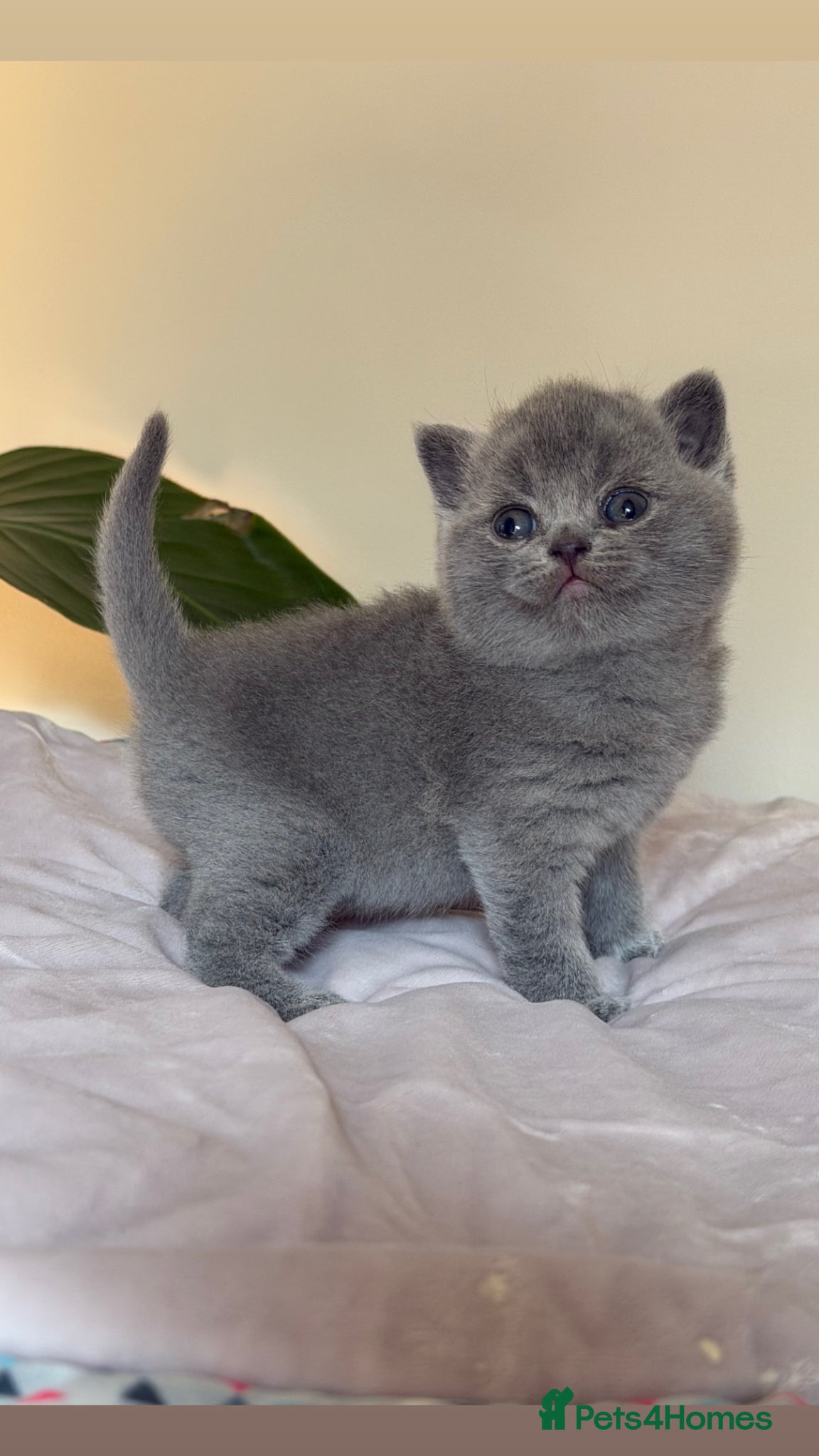 British Shorthair cats ✨ GCCF BEAUTIFUL KITTENS ✨ - Advert 2