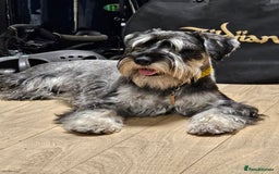 Schnauzer dogs for stud: Standard schnauzer for Stud - Image 3