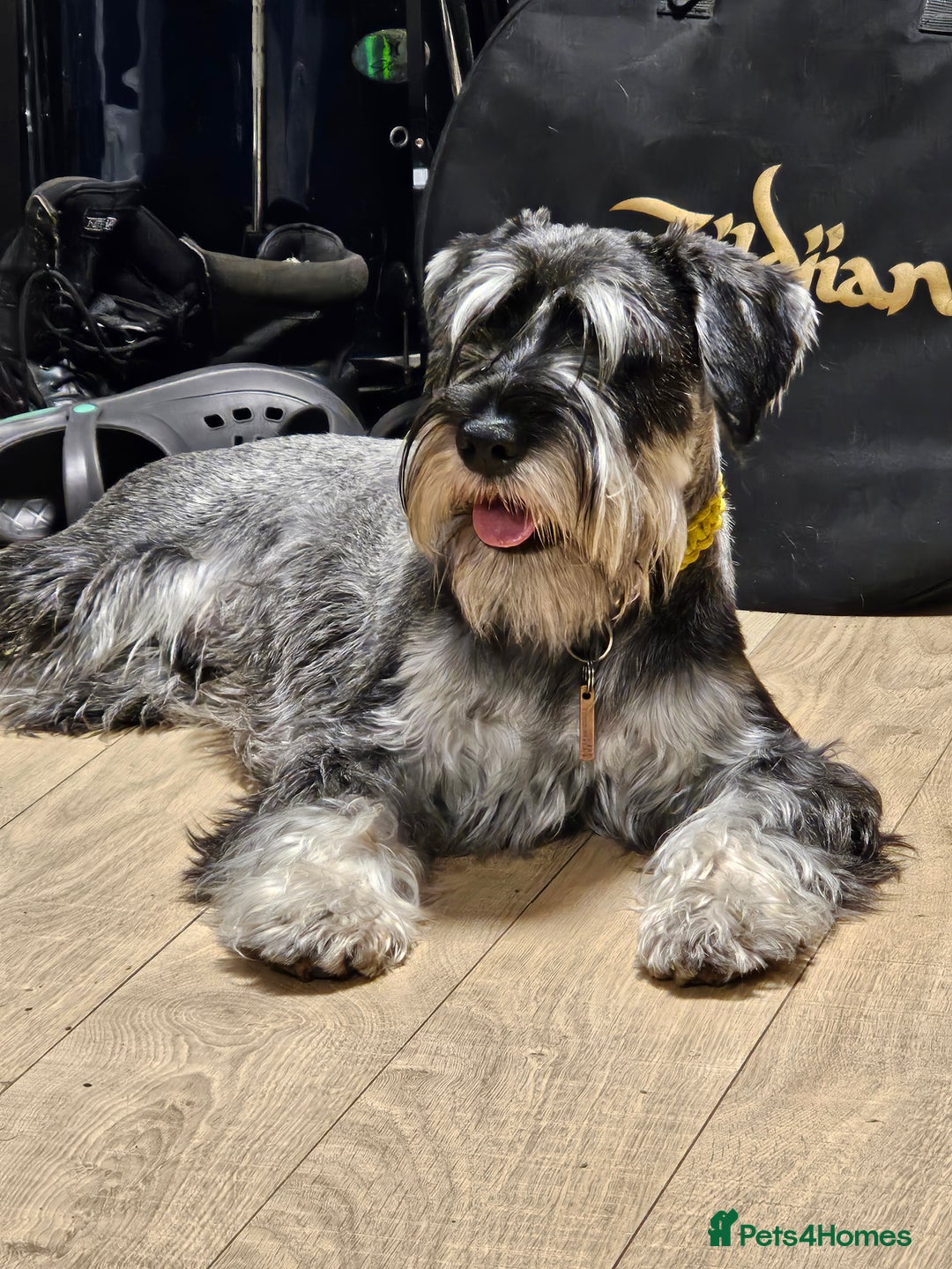 Schnauzer dogs for stud: Standard schnauzer for Stud - Image 3