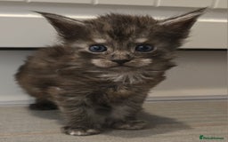 Maine Coon cats for sale: Maine Coon Kitten - Image 7