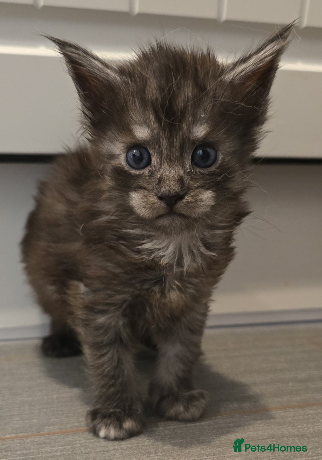Maine Coon cats for sale: Maine Coon Kitten - Image 7