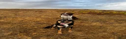 Mixed Breed dogs for sale: Kelpie x collies BEAUTIFUL LITTER - Advert 4