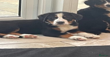 Bernese Mountain Dog dogs Stunning boys and girls - Advert 5