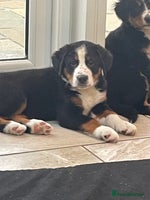 Bernese Mountain Dog dogs Stunning boys and girls - Advert 2