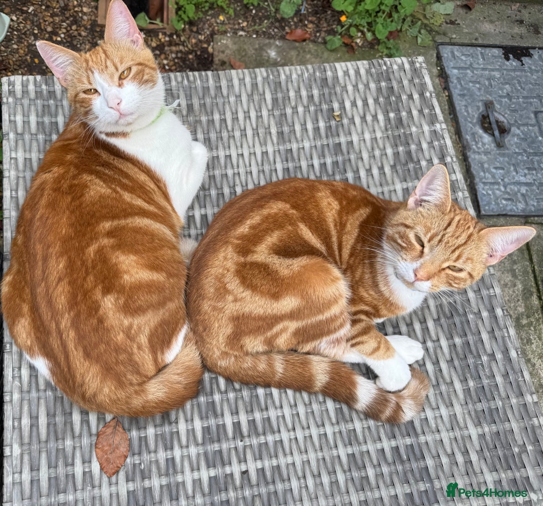 British Shorthair cats for sale: Two gorgeous ginger boys to go together  - Advert 19