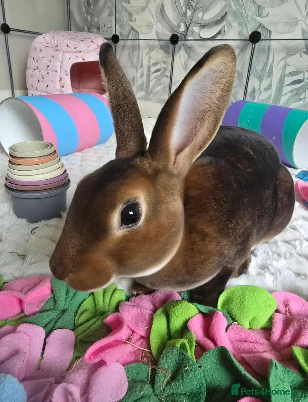 Mixed Breed rabbits for sale: Rex and mini lop rabbit - Advert 2