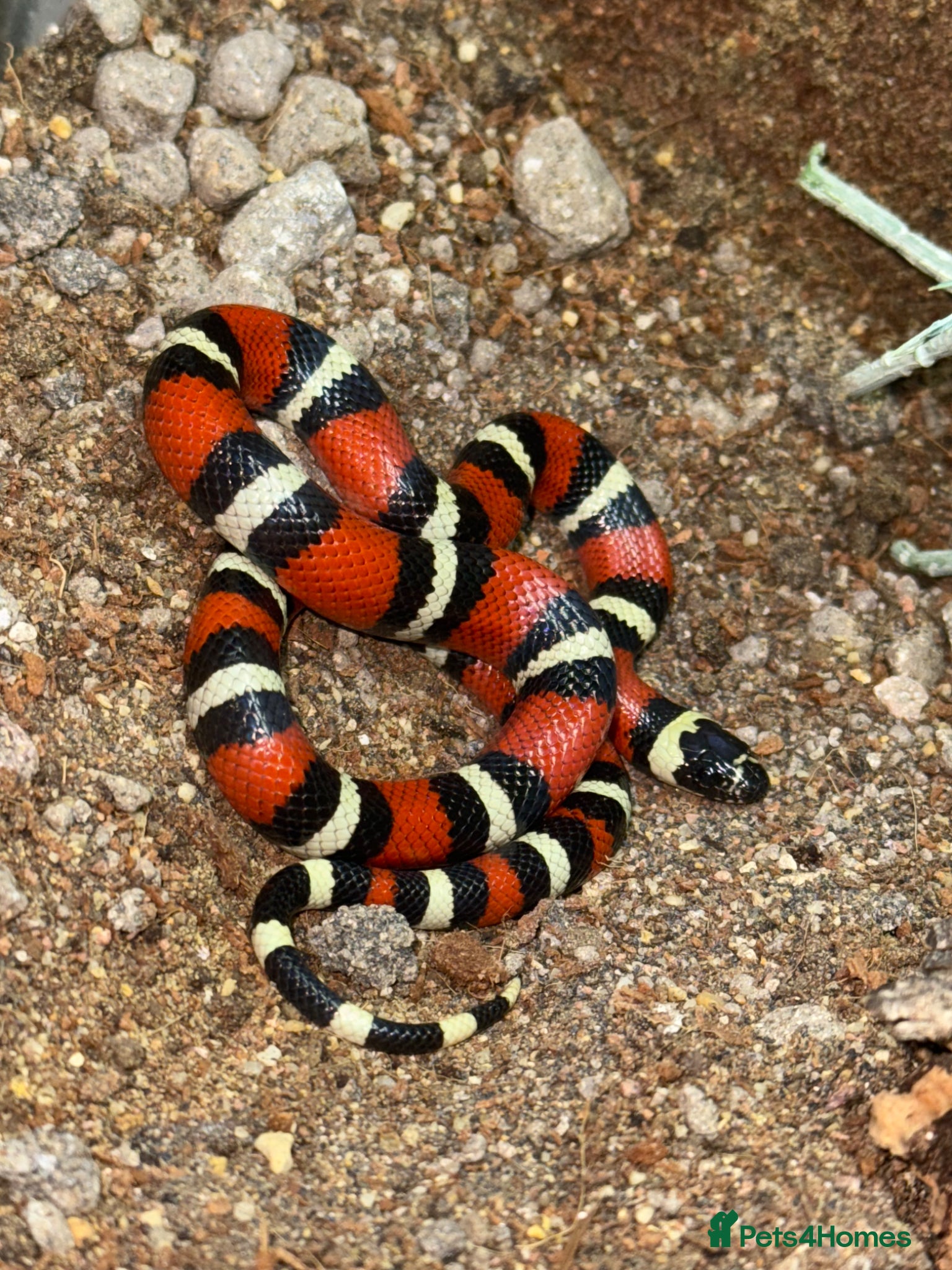 Milk Snake reptiles CB25 Nelson’s Milksnake - Advert 1