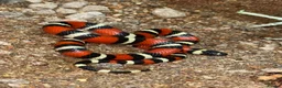 Milk Snake reptiles for sale: CB25 Nelson’s Milksnake in Peterlee - Advert 1