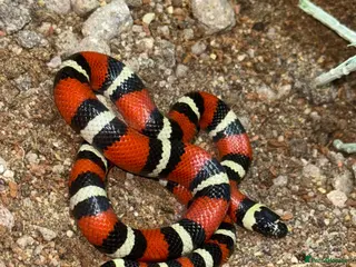 Milk Snake reptiles CB25 Nelson’s Milksnake - Advert 1