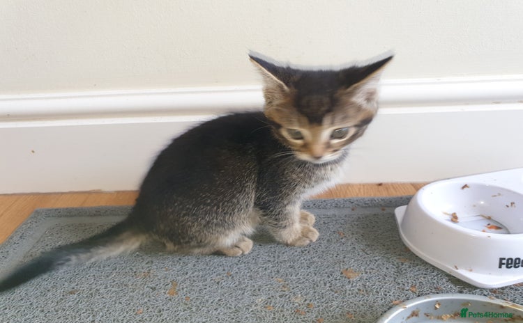 Mixed Breed cats - Advert 18