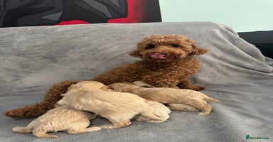 Maltipoo dogs - Advert 8