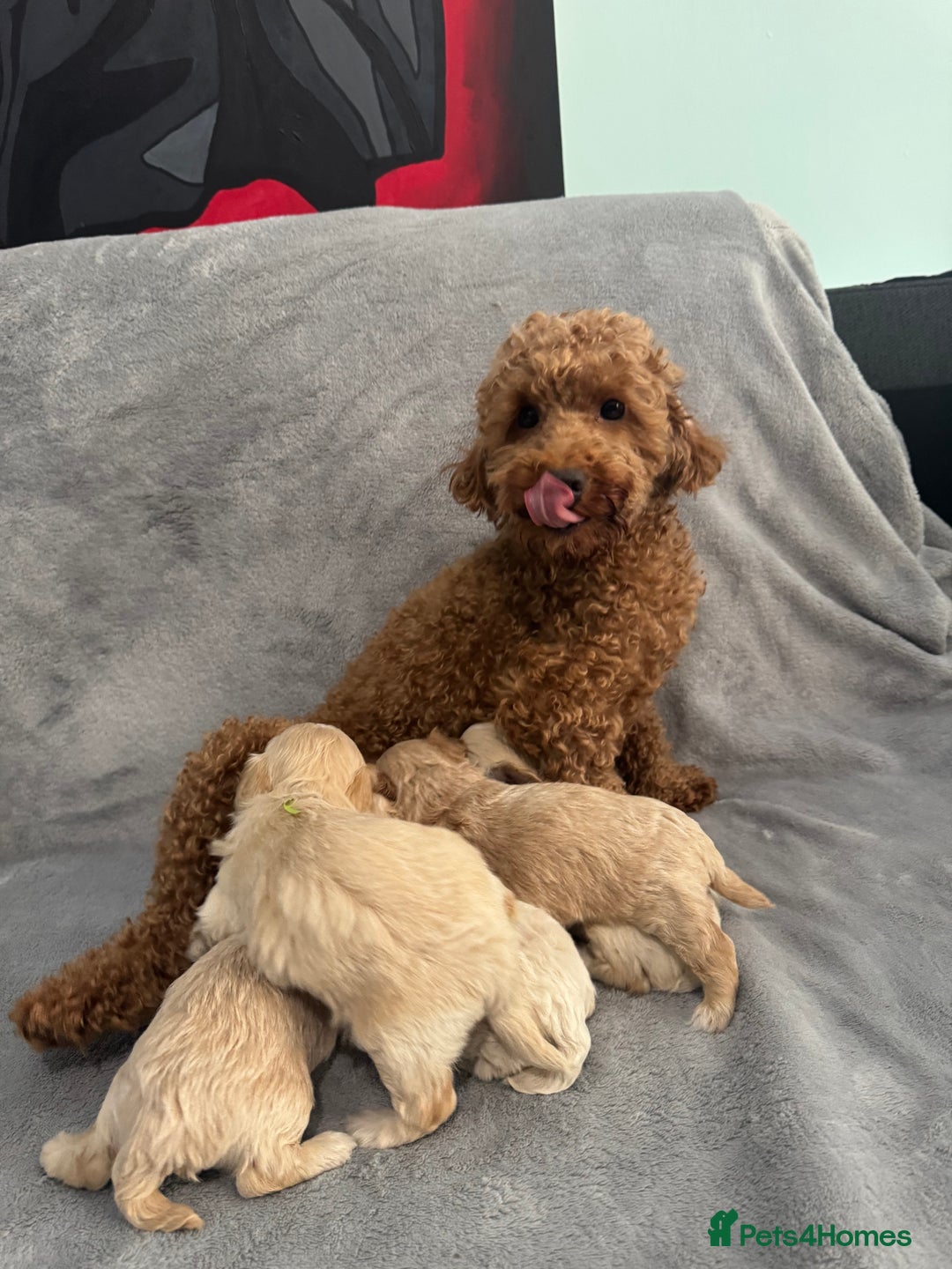 Maltipoo dogs for sale: 5 beautiful Maltese pups for sale - Image 7