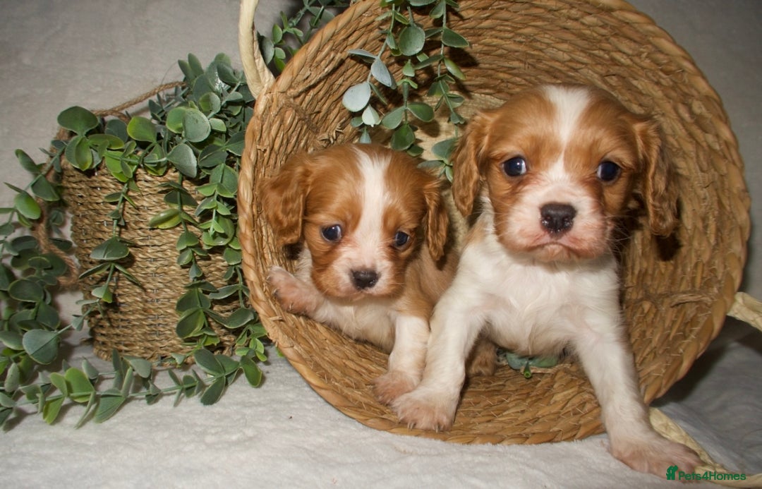 Cavalier King Charles Spaniel dogs for sale: STUNNING DNA TESTED CAVALIERS - Advert 2