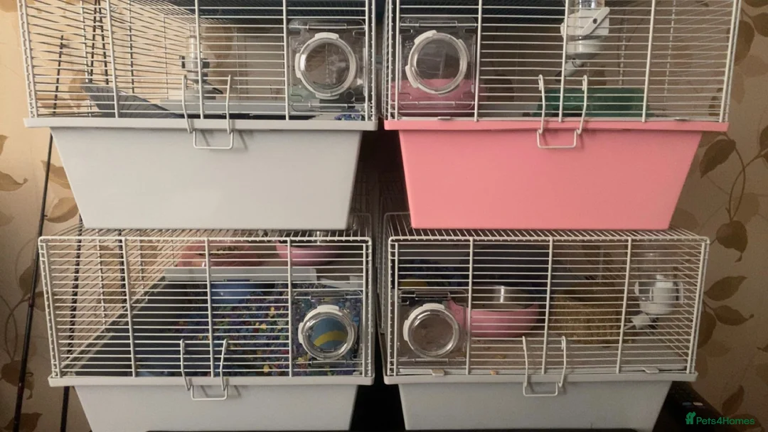 Hamster rodents for sale: Dwarf Hamsters - Advert 2