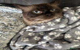 Ragdoll cats for sale: Our little snow babies ragdoll kittens  - Image 25
