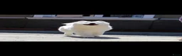 Samoyed dogs for sale: Samoyed litter announcement - Advert 5