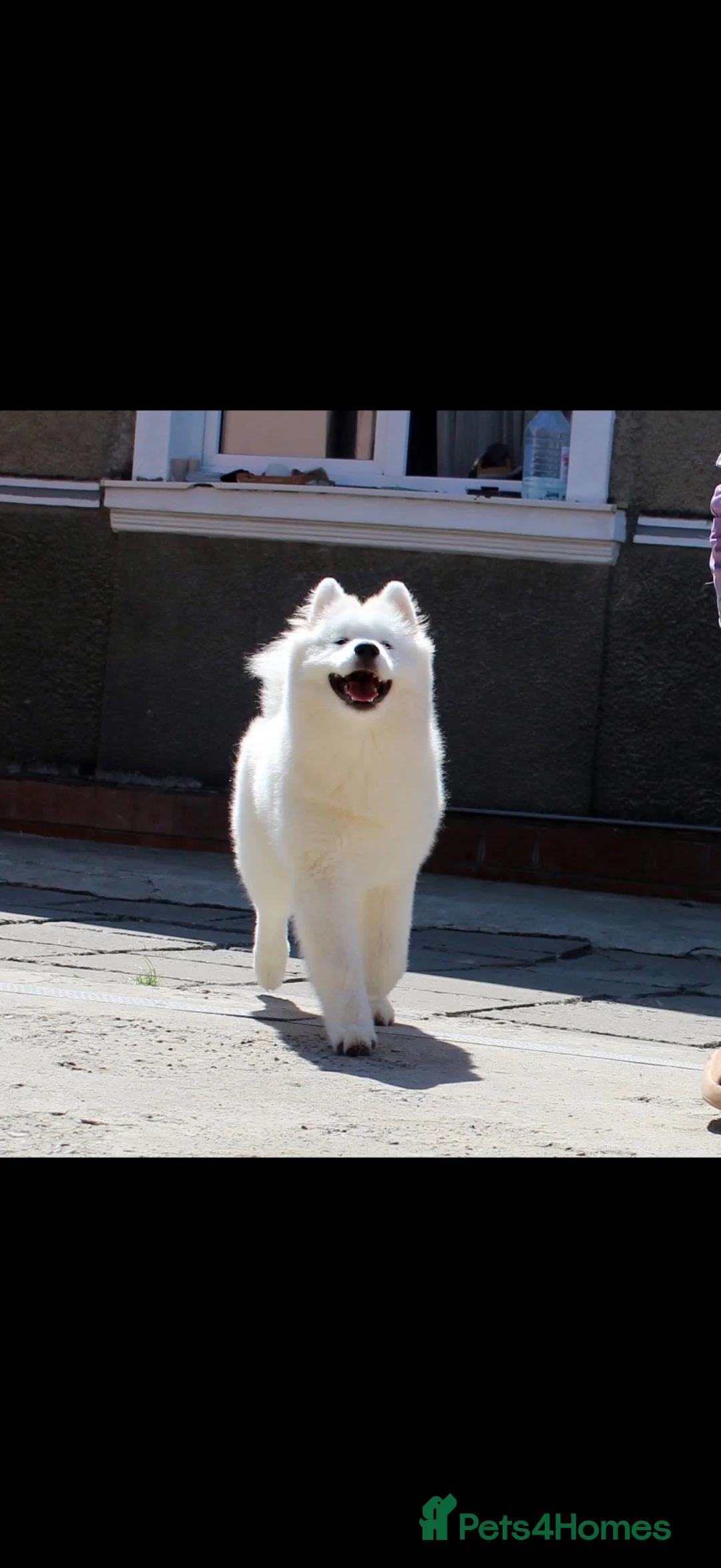 Samoyed dogs for sale: Samoyed litter announcement - Advert 5