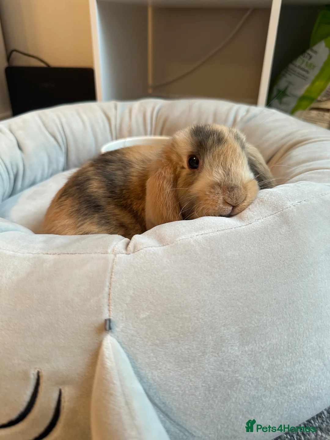 Mini Lop rabbits for sale: Beautiful mini lop male rabbit & everything  - Advert 2