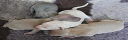 Italian Greyhound dogs for sale: Italian Greyhound Puppies. 5* Licensed Breeder - Advert 9