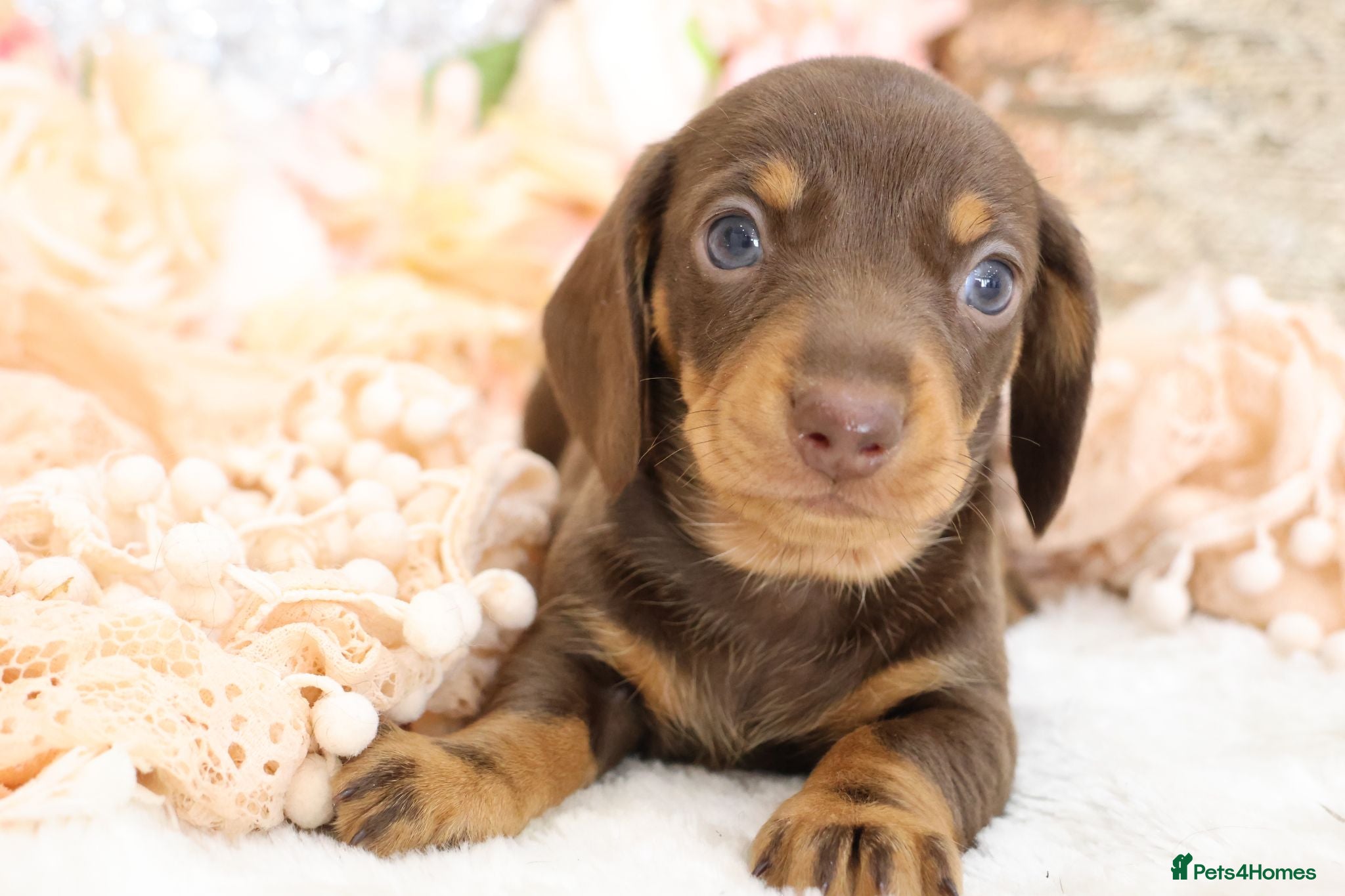 Miniature Dachshund dogs KC Miniature Dachshund Puppies - Advert 2