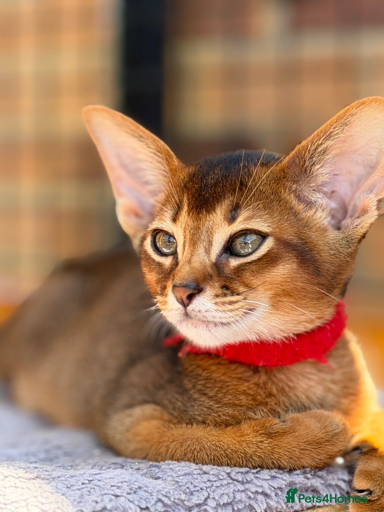 Abyssinian cats Pure breed Abyssinian kitten’s GCCF registered  - Advert 1