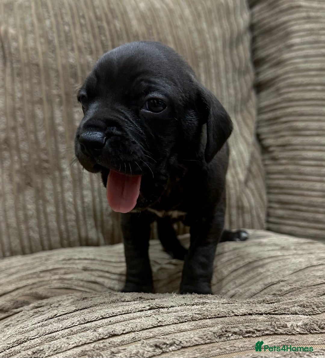 Cane Corso dogs for sale: Cane Corso Puppies for Sale - Image 26