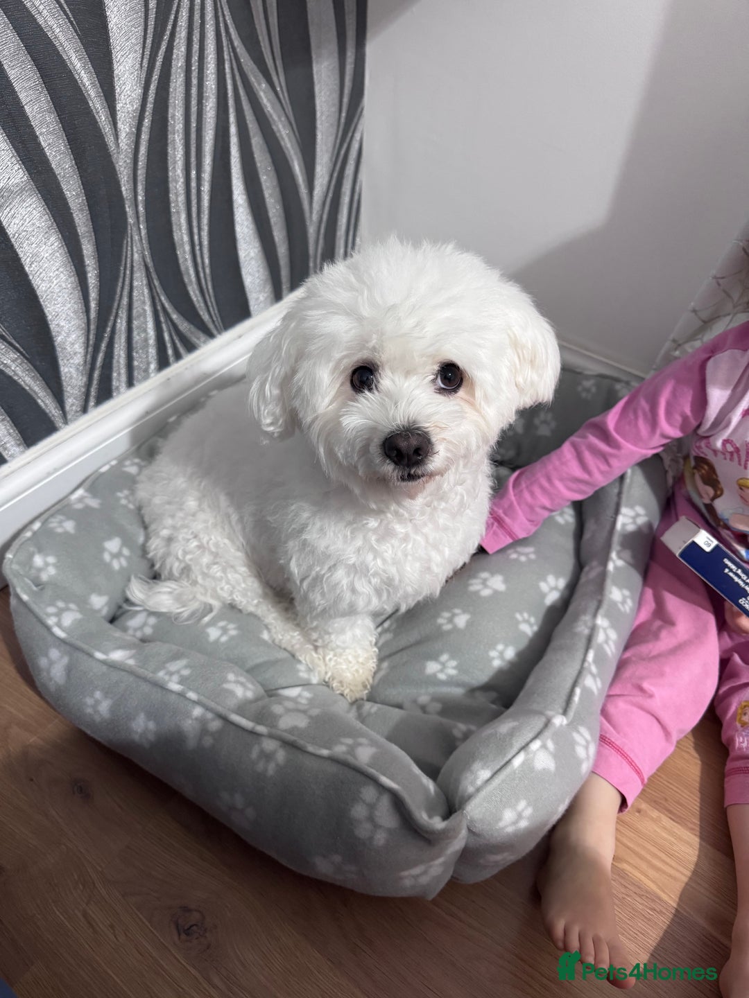 Bichon Frise dogs for sale: 🤍 3 female and 5 male - Image 12
