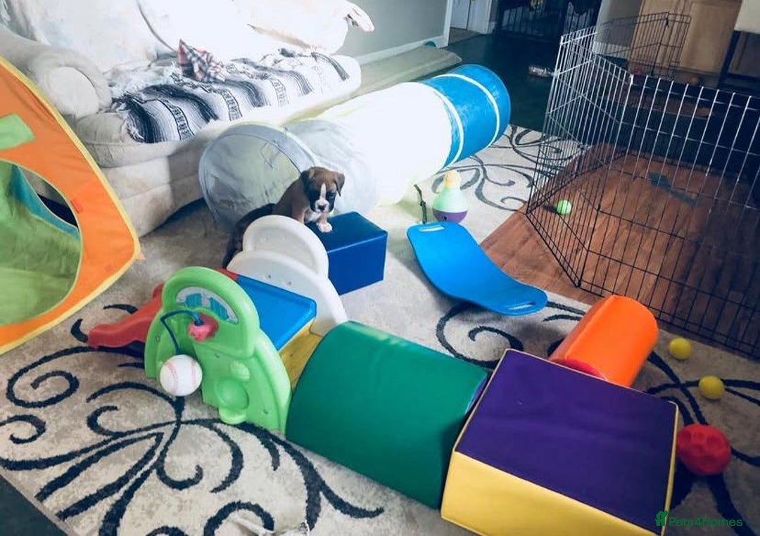 Boxer dogs for sale: BEAUTIFUL BOXER PUPPIES BOBTAIL AND TAIL - Image 6