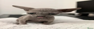 Sphynx 2
