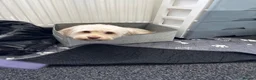 Cockapoo dogs for stud: Mrs Nicola weites in Hartlepool - Advert 3