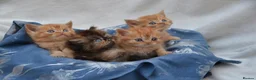 Persian cats for sale: Adorable Persian Kittens! in Edinburgh - Advert 7