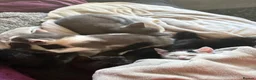 Mixed Breed cats for sale: 3 kittens looking for their forever home - Advert 6